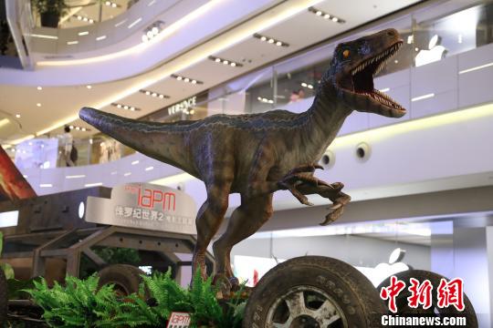 迅猛龙布鲁通体醒目的蓝色条纹尤为酷炫。 徐银 摄