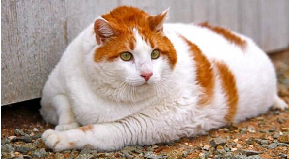 猫咪肥胖的危害有哪些?合理控制猫咪体重很有