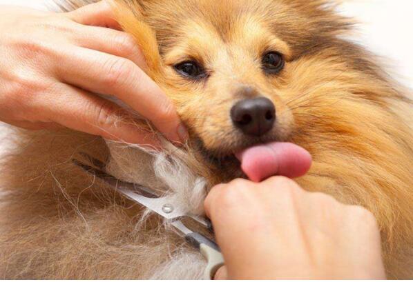 引起狗狗掉毛的原因都有哪些?