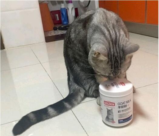 猫妈妈没有奶水怎么办？小奶猫怎么人工喂食？