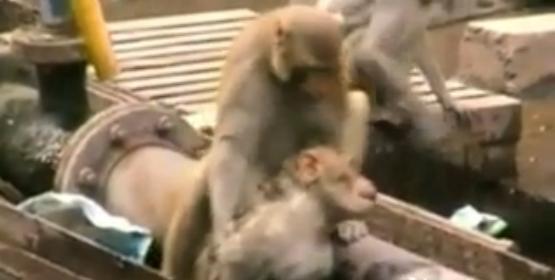 ������������ͬ�鲻�벻���ɹ������ȡ���ͼ��