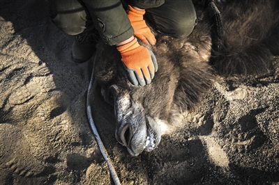 11��11ʱ���ƿ���Ա��סҰ�����۾����������ܵ����ţ�Ȼ���������ٶȲɼ����ݡ�