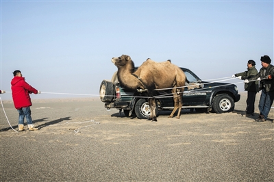 12��11�գ��ƿ���Ա��������һ��Ұ����Χס������С�˺�Ϊԭ������ơ�