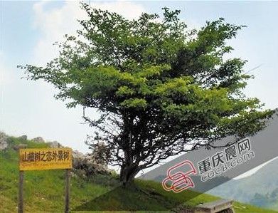 ������Ů��ϲ����ɽ�����͵50����ޱ��������ǰ