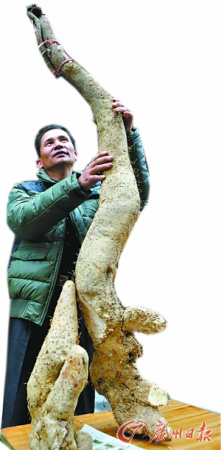 ���ݷ��֡����ްԡ�Ұ��ɽҩ��������35�ͼ��