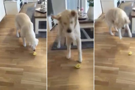 ��������������ζ���ᵹץ����Ƶ�ߺ����磨ͼ��