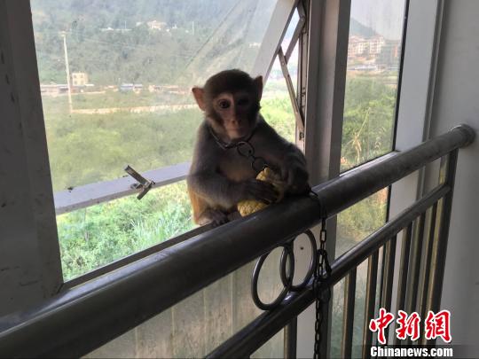 ͼΪ⨺ﱻɭ������ɭ�ֹ����֡������� ��