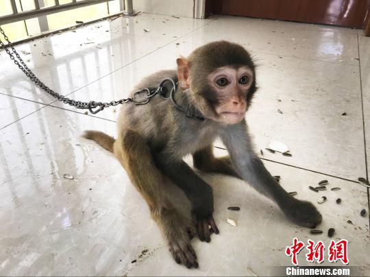 ͼΪ⨺ﱻɭ������ɭ�ֹ����֡������� ��