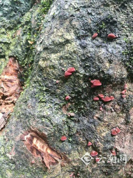 ���������һҳ