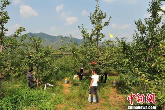 ��ժ԰�ڵ��������˲�ժ���ο� �ŷ� ��