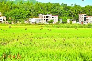 ���������һҳ