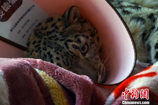 �����������У�ȥ������ҩ����Ӻ��������ƺͼ��ⰴĦ������ѩ���ָ��������Ȳ����⡣����ظ�ԭҰ������԰��ҽ��˳�����ܣ��ӱ���3�տ�ʼ��ѩ�����������ܾ������ûָ��У�Ŀǰ���ܹ�����վ���������޸������������ǰ�У��ָ���������������ͼΪ����ѩ������ظ�ԭҰ������԰�ṩ