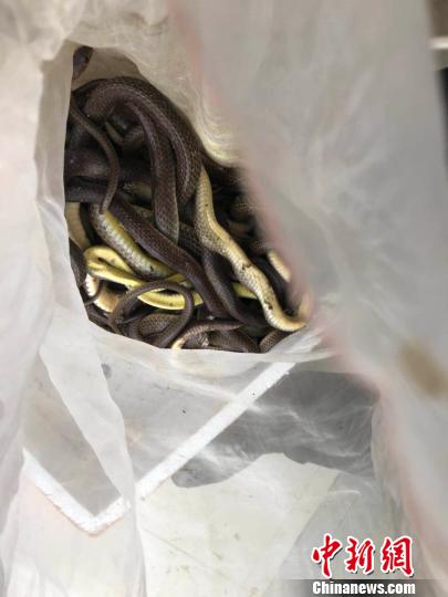 ͼΪ���������ߡ���Щ��һ��������Ʒ�֣��ֱ��������ߺ������ߡ���ͼ �꺣