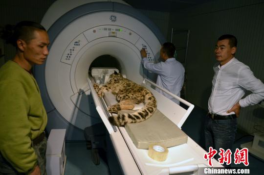 ������ѩ��Ϊ���ԣ��������ݺ�ë���жϣ�����Լ3�����ң�����Լ20�����ͬ��ѩ����С������ظ�ԭҰ������԰��԰�������½��ܣ�����ѩ��˫��֫�޷�վ�������������޷�Ӧ��˫���Ҳ�������Ħ�����ˡ�ͼΪ����ѩ�����ܺ˴Ź����顣��ظ�ԭҰ������԰�ṩ