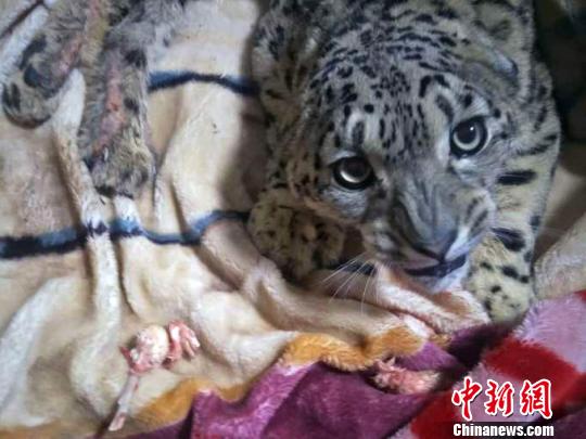 ��(ѩ��)����������֫������δ��ȫ�ָ��⣬��֫�������ˣ��������ƻ�����ɡ��������±�ʾ����ѩ�����ָܻ������״̬�����߱�Ұ�������������Ȼ����Ľ��Ὣ��ת����ѩ���������ز���ѩ���˹�������ͼΪ����ѩ������ظ�ԭҰ������԰�ṩ