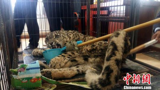 ��ֻ����ѩ����10��16�ձ���ǫ�������绤��Ա�ղ��ͽ��Ͷ����Ѳ��;�з��֣�����25���Ρ�תԺ��������ƣ����ų���������̱�Ŀ��ܡ�ͼΪ����ѩ������ظ�ԭҰ������԰�ṩ