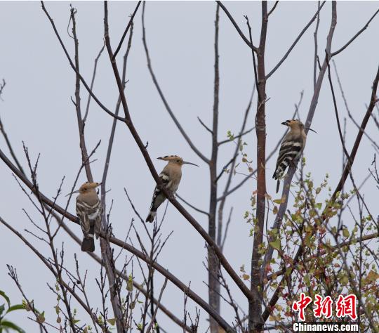 ͼΪ�ڻ��������ġ���ʤ�������ܼ͸� ��