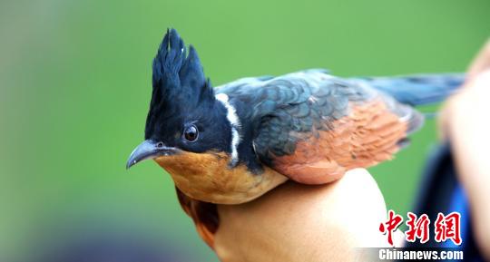 ͼΪ�ڻ��������ġ�����ͷ�顱�����ܼ͸� ��