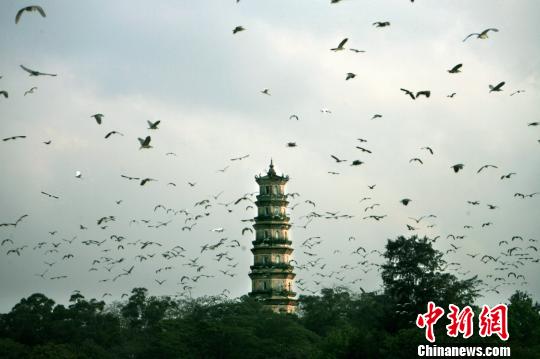 ͼΪ��ǧֻ�����ء��ڻ��������Ͽ����ɷ��衣�������� ��