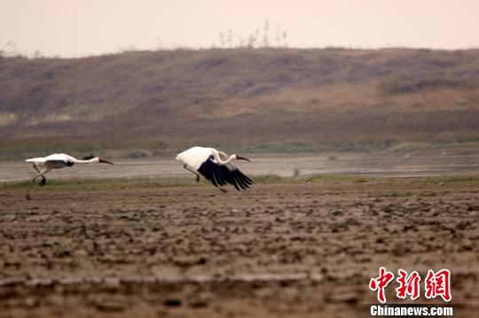 ����ͼ���׺���۶��������ʳ�����Ƴ�Ⱥ ��