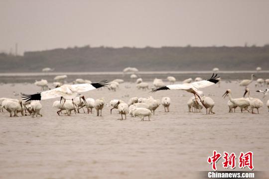 ����ͼ����Ⱥ��ӵİ׺���۶����Խ�������Ƴ�Ⱥ ��