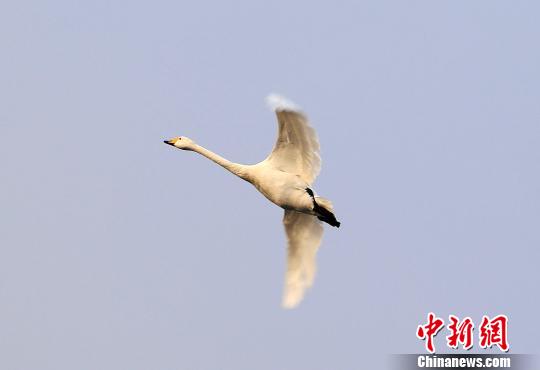 ɽ���ٳ����й����Ĵ���춬����Ϣ�ء�����³�� ��