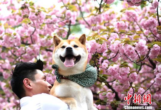 �пƴ�ӣ����������ӿ�롰ӣ�������