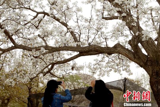 ͼΪ�ຣ�ֶ���կ����ġ�����԰���С���Ŀ�Դ�ɫ���Ʋ���ʢ�������滨�������������� ��