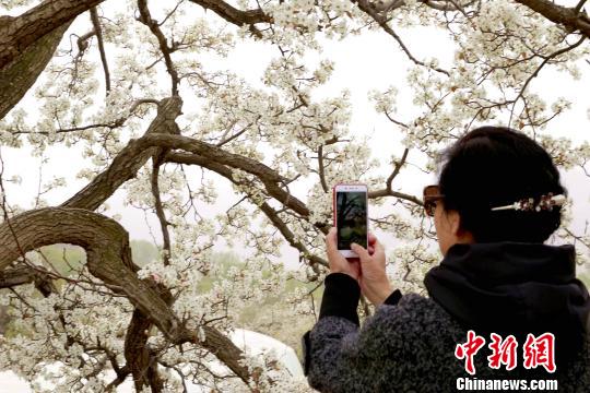 �滨�ڴ�����������ɫ��ף���ͬѩ������������ ��