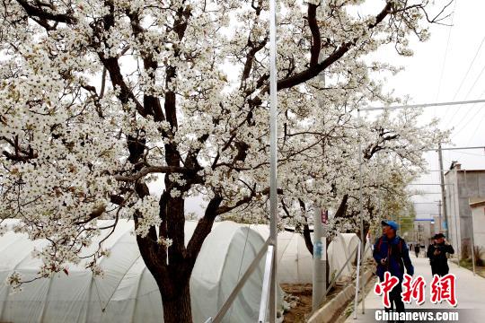 ͼΪ�ຣ�ֶ���կʢ�����滨���������� ��