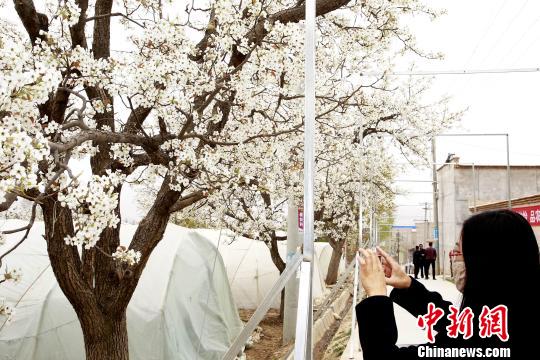 ͼΪ�ຣ�ֶ���կ����ġ�����԰���С���Ŀ�Դ�ɫ���Ʋ���ʢ�������滨�������������� ��