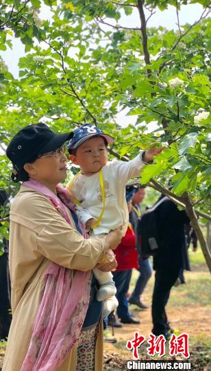 ��ɫ��ɽ髻���������פ�����͡��������� ��