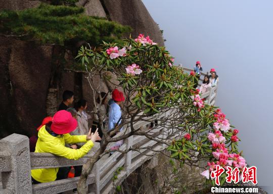 ���գ���ɽ�ž��ڻ�ɽ�羰���±���ʢ�������ο����ա����ƻ� ��