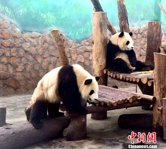 ˫��̥����è�ǡ��ء�����Ϊ����������ɫ�ǳ�����