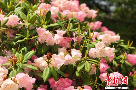 ����ʡ������ɽ�ž顱ӭ��ʢ����