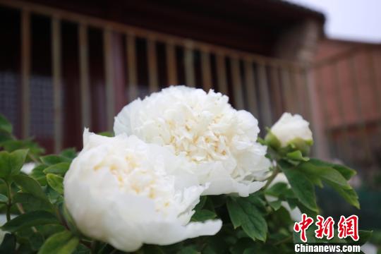 �ӱ������й�һ��300�����ĵ��ӭ������