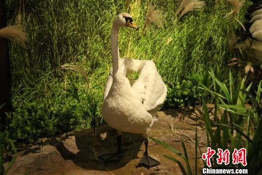 ͼΪ�ƺ�������ʪ��չ���ģ�����걾���������� ��