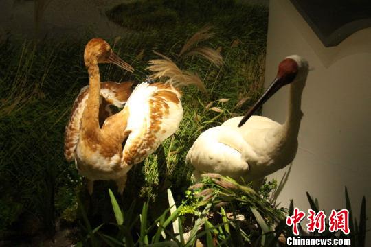 ͼΪ�ƺ�������ʪ��չ���İ׺ױ걾���������� ��