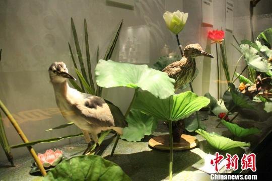 ͼΪ���ĺ�ʪ��չ���ڵ�ҹ�ر걾���������� ��