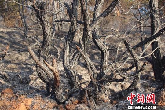 ͼΪ�����ֳ� ������ ��