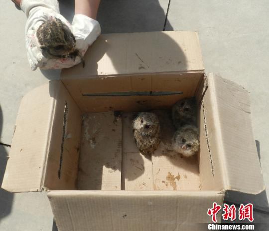 ͼΪ��þ�����èͷӥ��ͥ�� ������ɭ�ֹ����ֹ�ͼ