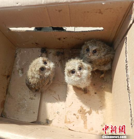 ��ֻèͷӥ���������ڽ�������ɳ�ѳ���������ɭ����������