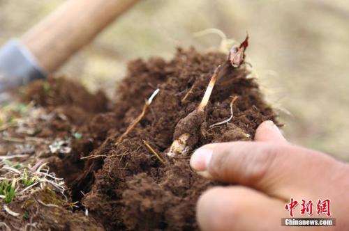 ������ڳ��Ķ����Ĳݡ� <a target='_blank' href='http://www.chinanews.com/'>������</a>���� ������ ��