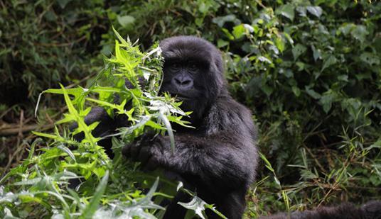 ���������һҳ