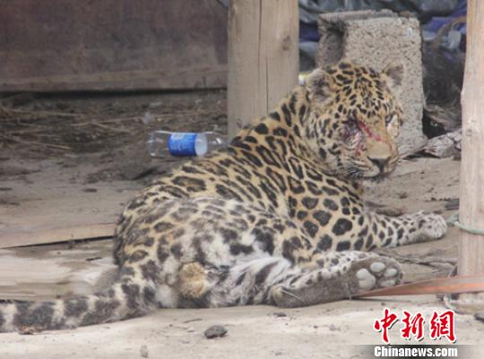 �Ĵ�������һֻ���ˣ������ӡ�����ׯ