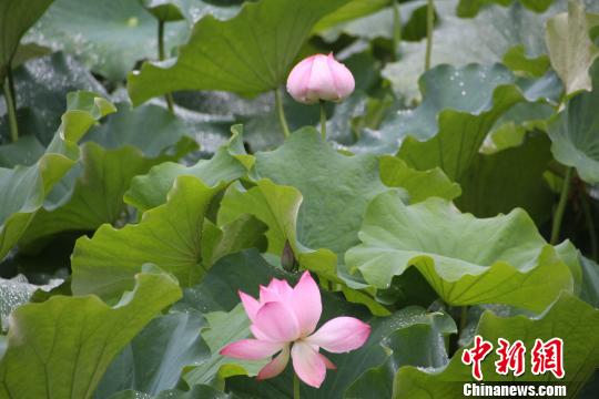 “客家祖地”福建连城荷花盛以节促旅迎客来