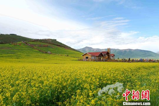 图为门源花海一角。 李隽 摄