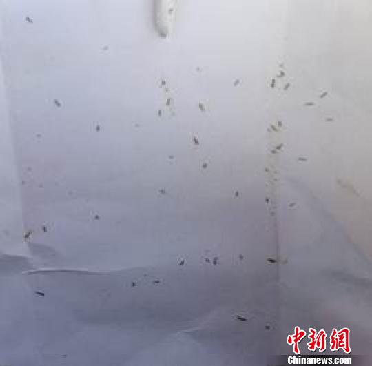 图为草地螟虫。 气象部门供图 摄