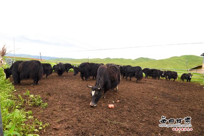 ���������һҳ