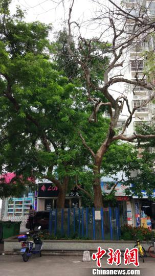 ����ƻ�����������Ƥ�����䡣����ʿ�� ��